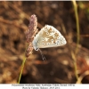 polyommatus corydonius talysh male 1